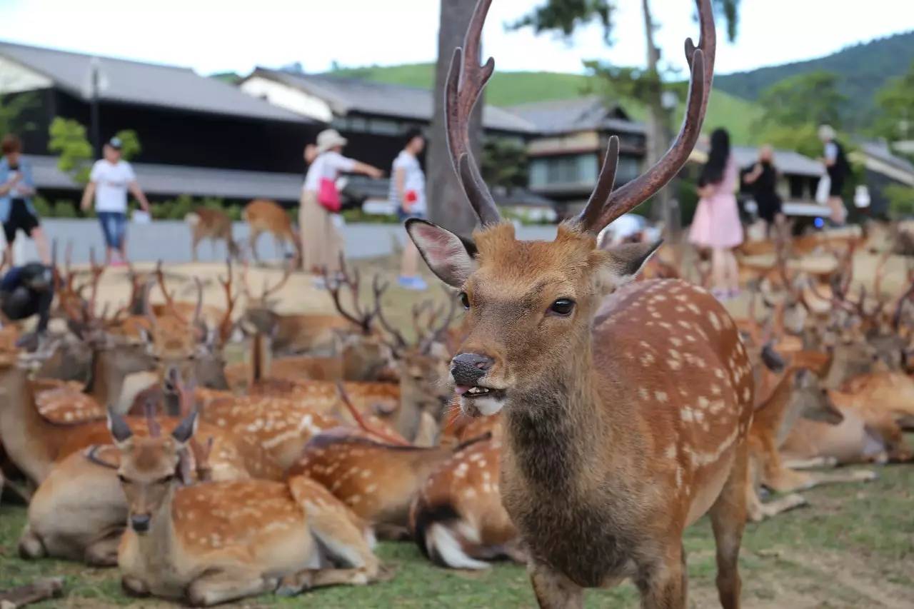 日本8月5日淀川花火大会观赏攻略,2023淀川花火大会个人视角全记录