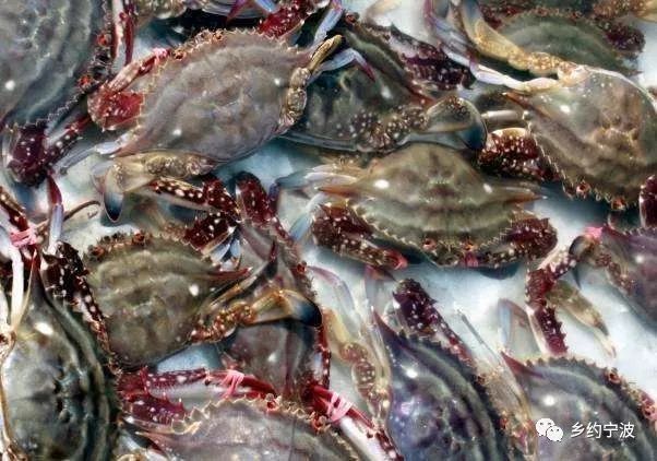 宁波的美食好吃吗,宁波有没有好吃的东西