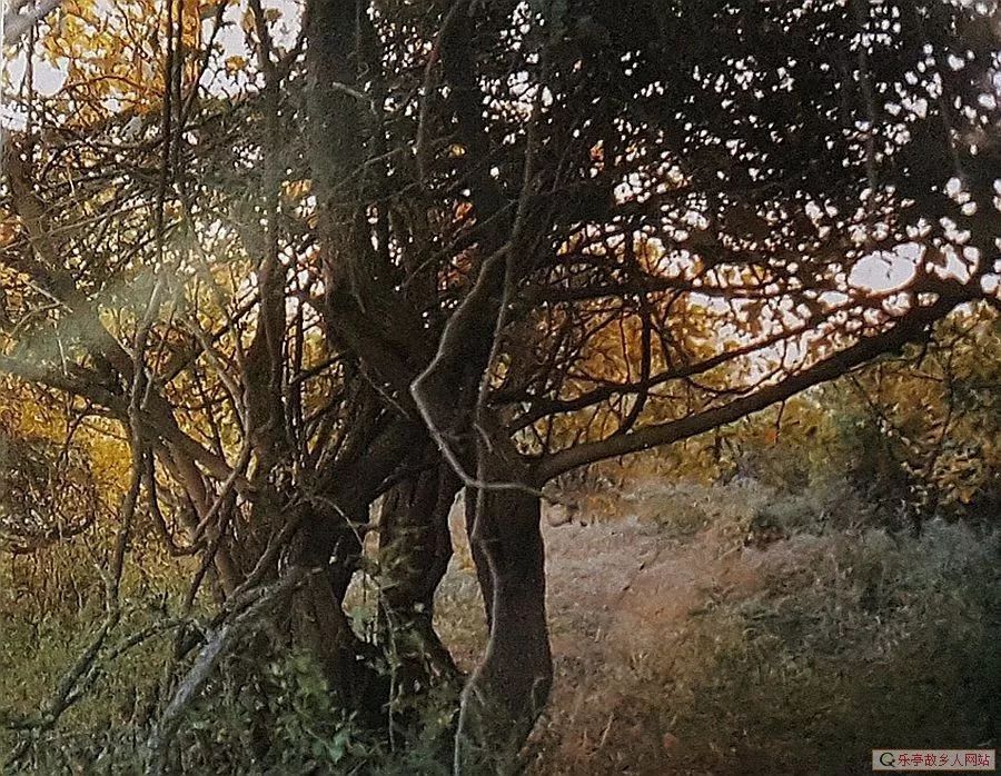 我记忆中的菩提岛（石臼坨）