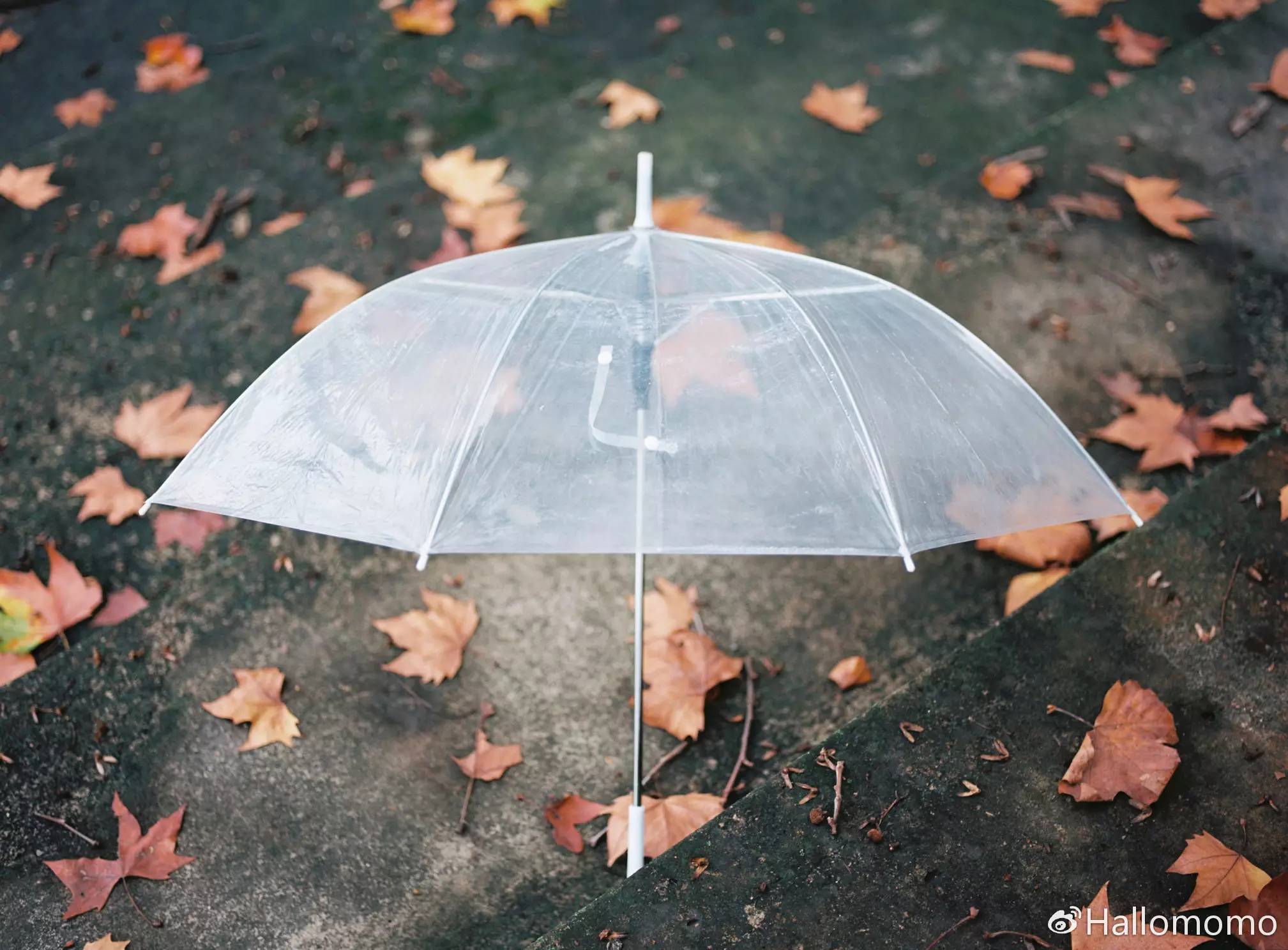 那些年我玩过的胶片机,旁轴胶片机推荐