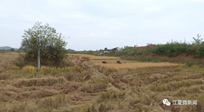 江夏新闻2017年8月,江夏新闻要闻回顾