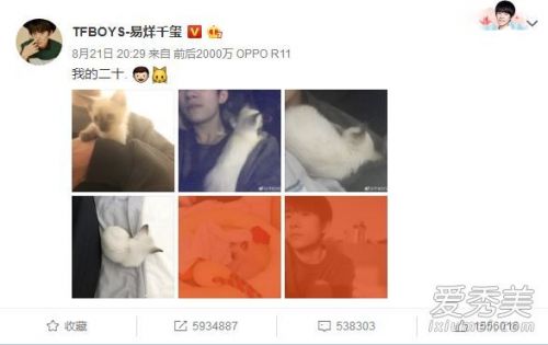 易烊千玺养的猫是什么猫,易烊千玺养的猫