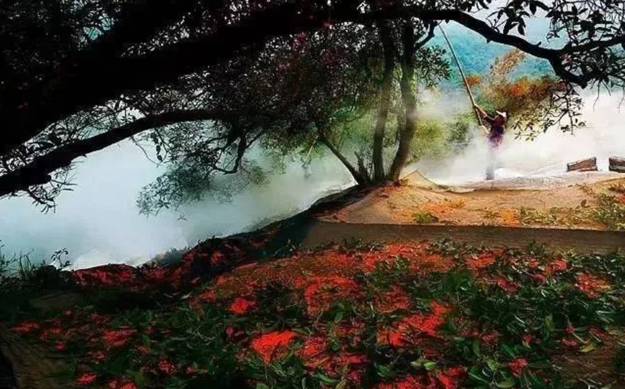 吃了酵素肚子咕咕拉肚子,吃酵素每天都拉肚子