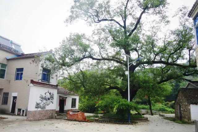 美丽乡村建设参观沟通学习,参观学习美丽乡村典型经验