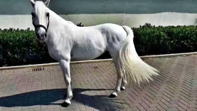 萧山最大的马场在哪里,萧山新建马场