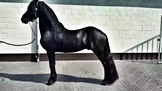 萧山最大的马场在哪里,萧山新建马场