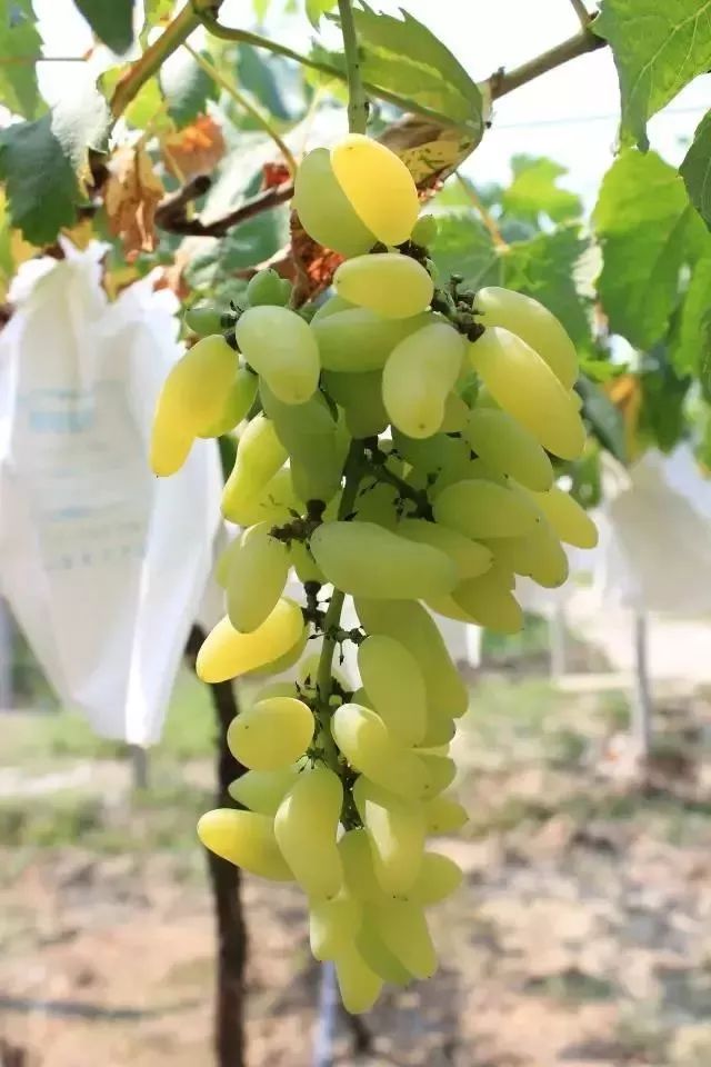 东西湖新型职业农民 (相城区新型职业农民)