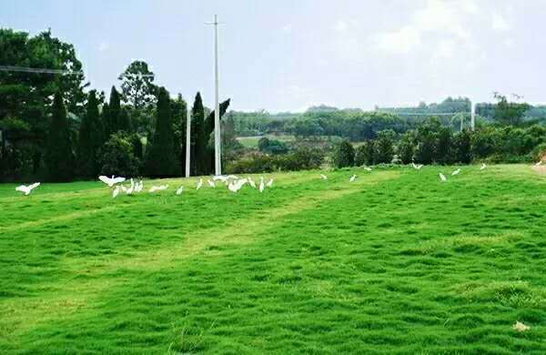 美丽乡村建设参观沟通学习,参观学习美丽乡村典型经验