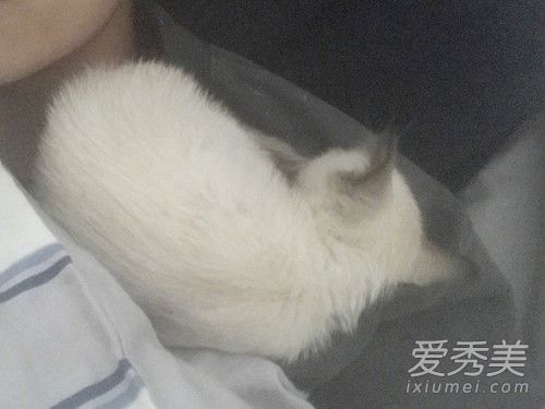 易烊千玺养的猫是什么猫,易烊千玺养的猫