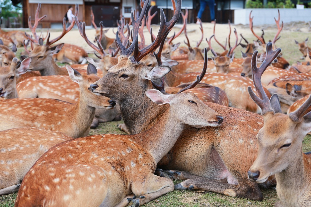 日本8月5日淀川花火大会观赏攻略,2023淀川花火大会个人视角全记录