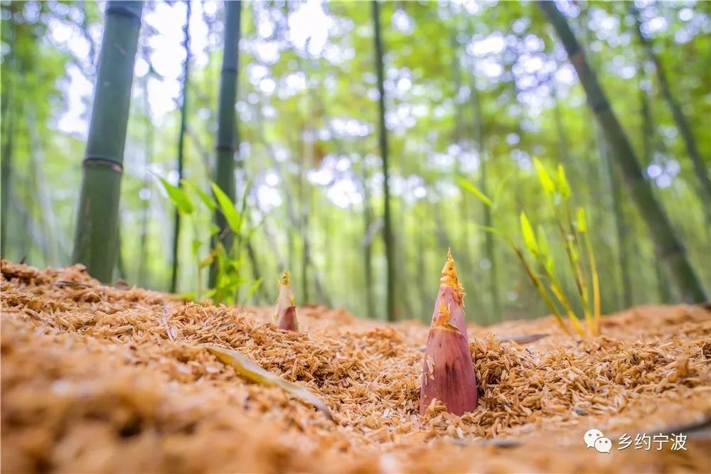 宁波的美食好吃吗,宁波有没有好吃的东西