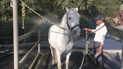 萧山最大的马场在哪里,萧山新建马场