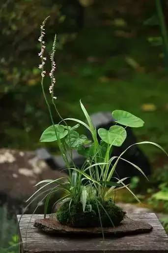 一花一世界一草一天堂一叶一菩提,一花一世界一草一天堂歌曲
