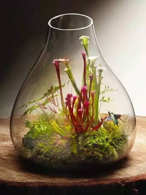 一花一世界一草一天堂一叶一菩提,一花一世界一草一天堂歌曲