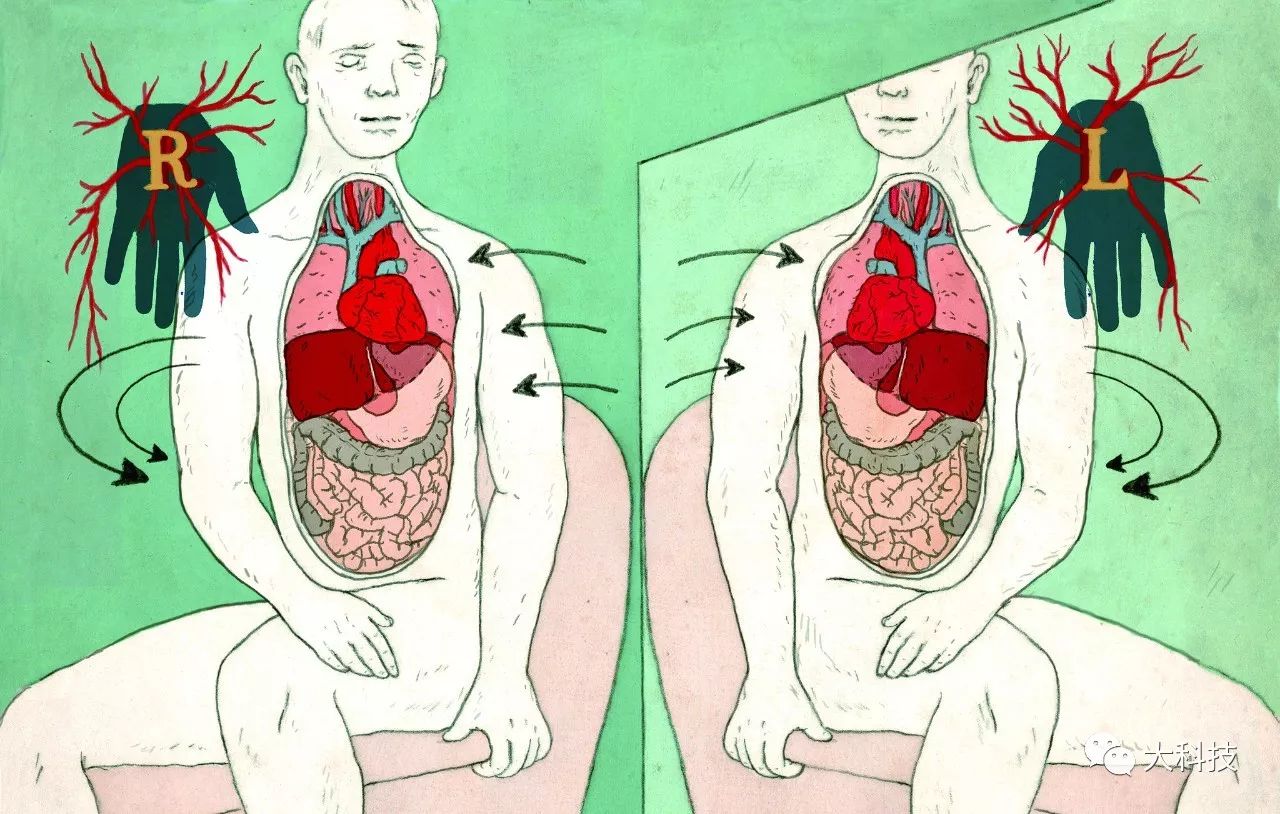 身体里长出器官,身体多出一个器官