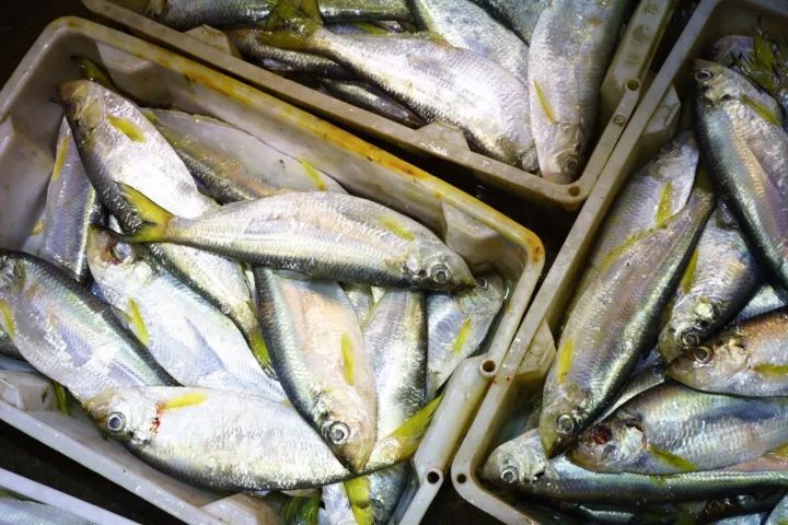 上海吃海鲜必去的地方推荐,距离上海2小时内车程的景点