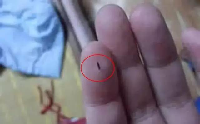 葡萄二星叶蝉虫害防治方法,葡萄的虫害有哪些