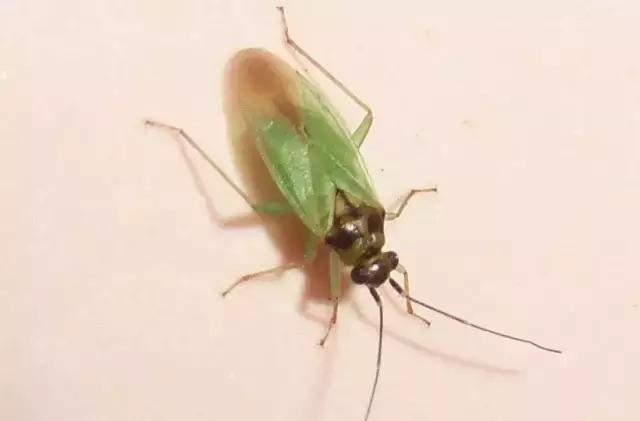 葡萄二星叶蝉虫害防治方法,葡萄的虫害有哪些