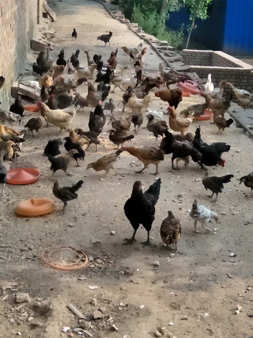 大蒜乌骨鸡,大蒜公鸡