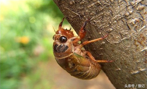 知了好吃嘛,知了怎样地叫