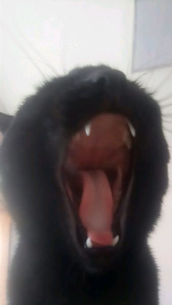 话不投机半句多，一言不合就开咬，这猫是不是被我宠坏了！