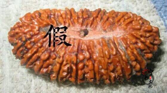 你手中的金刚菩提是真的吗？看金刚菩提真假鉴别