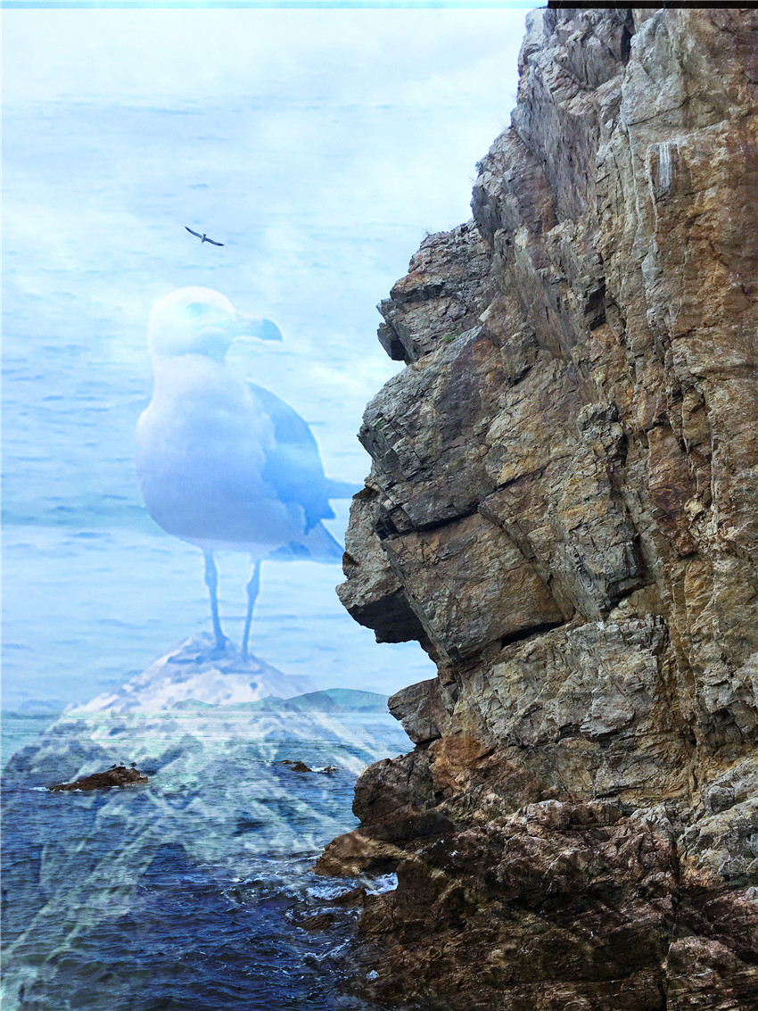 荣成海驴岛一年四季都有海鸥吗,国外海岛看海鸥