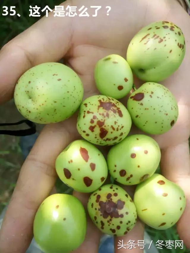 冬枣管理问题解答299期,冬枣管理问题及解析