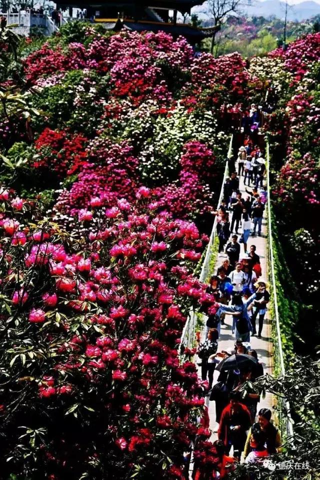 人物｜德庆老摄影人麦庭发对香山情有独钟，退休后每天早上五点登香山，风雨不改