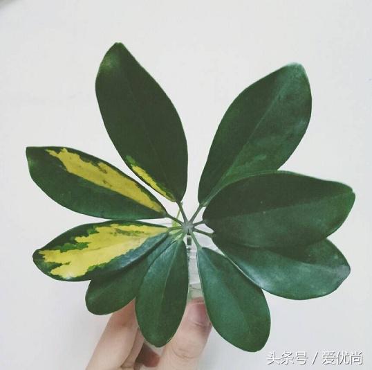 鸭脚木蔫了掉叶子怎么回事,鸭掌木枯枝怎么养