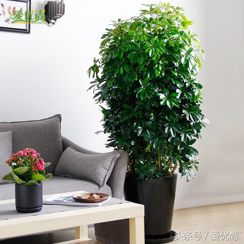 鸭脚木蔫了掉叶子怎么回事,鸭掌木枯枝怎么养