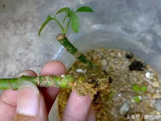 鸭脚木蔫了掉叶子怎么回事,鸭掌木枯枝怎么养