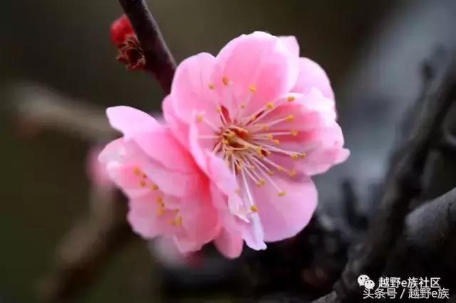 丰田坦途3.3t柴油版改装,丰田坦途trd全新款2022款改装