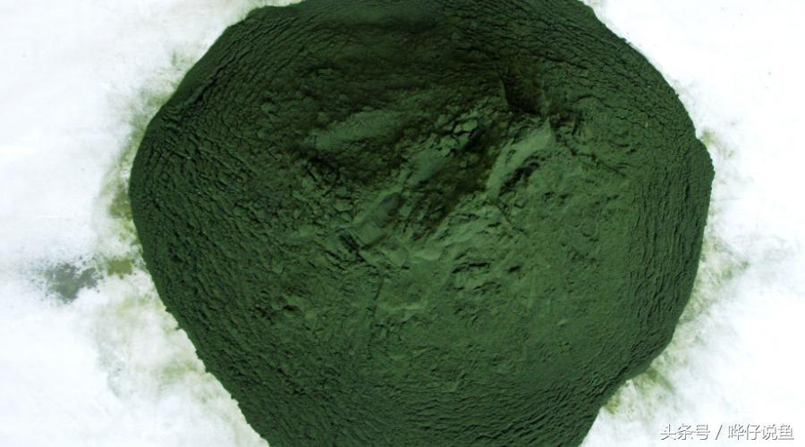 奇葩鱼友偷偷把老婆的螺旋藻丢进鱼缸，一个月后，宠物鱼变得