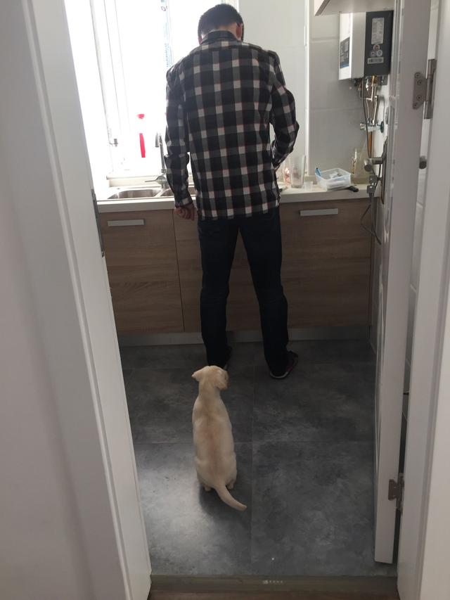 2个月大的拉布拉多晚上睡觉抽搐,拉布拉多犬晚上呜呜叫跟哭一样