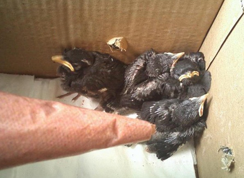 八哥飞到身上吉祥吗,八哥飞到野外能活吗