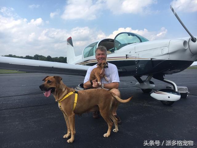 狗妈妈为啥要把它的小狗藏起来,母狗为什么总是把小狗藏起来