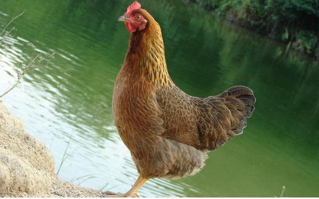 农村养鸡创业好项目,今年农村养土鸡赚钱吗