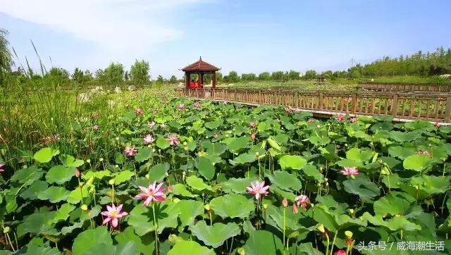 威海新开的公园,威海新建公园