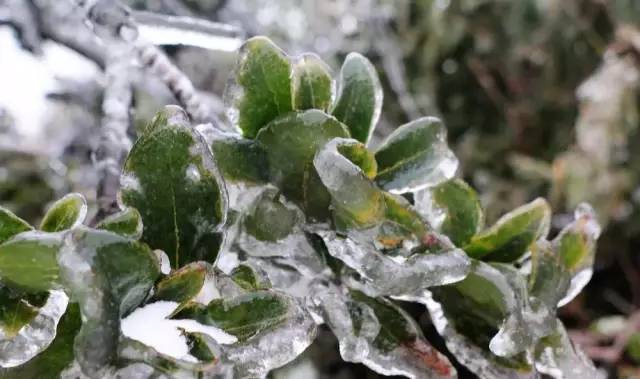 喝起来香醇浓厚的红茶,杏仁香古树红茶