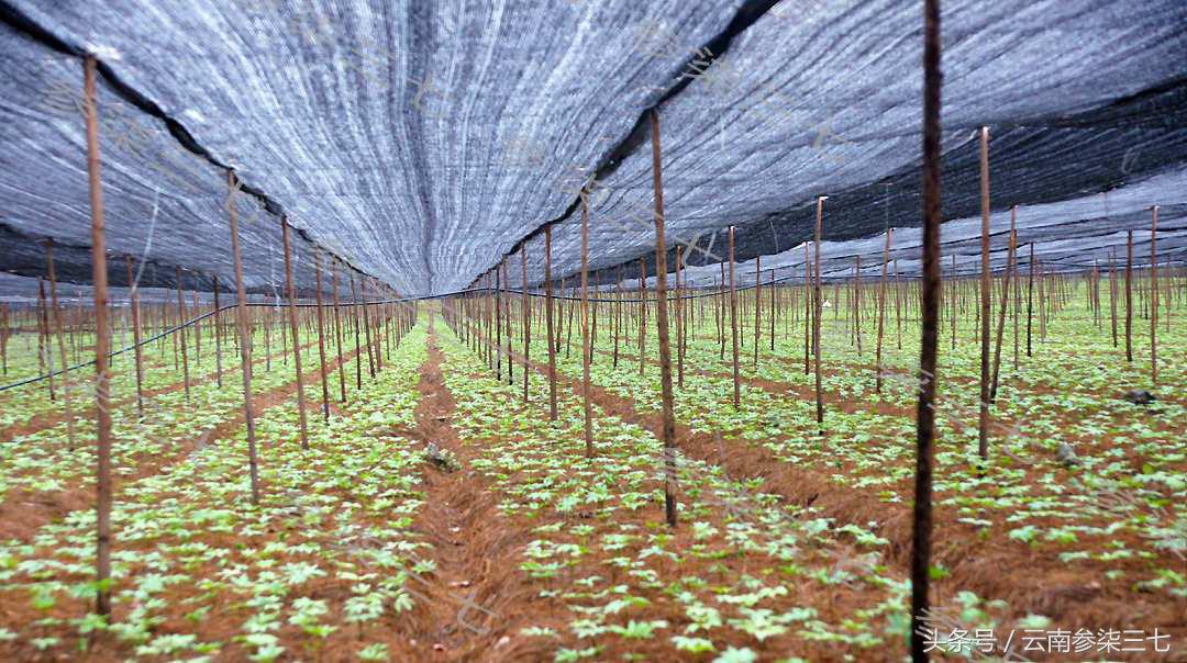 优质三七四项认证是什么,三七农药残留