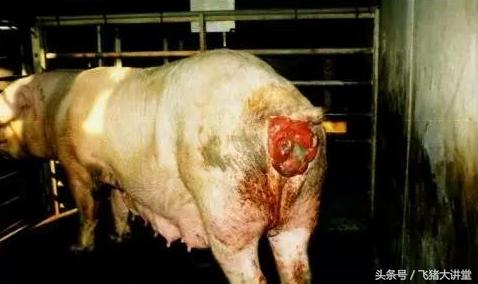 子宫炎治疗费用有上万块钱吗,母猪宫炎康多少钱1袋