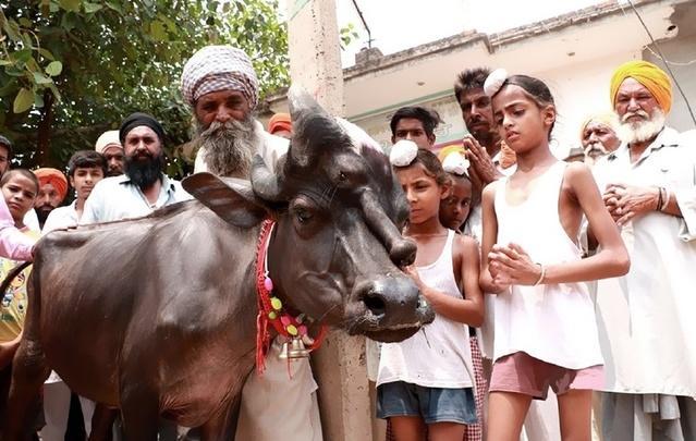 怪牛脸上长*棒肉**，五月小牛当新郎，看似奇闻，实关信仰