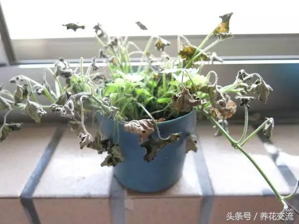 如何救活枯萎的植物,快速救活枯萎的植物