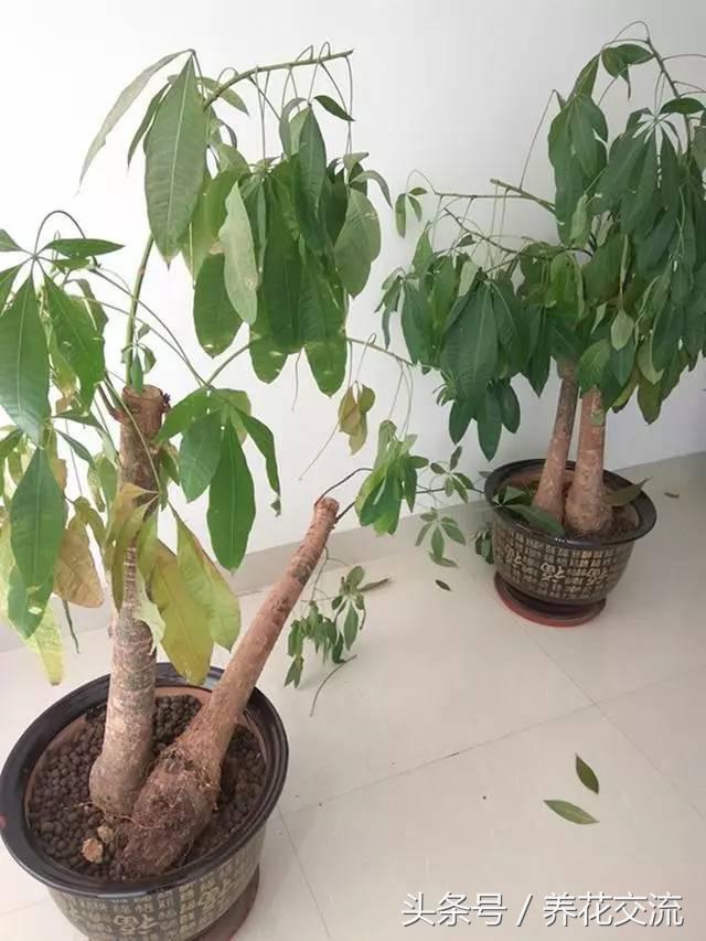 如何救活枯萎的植物,快速救活枯萎的植物