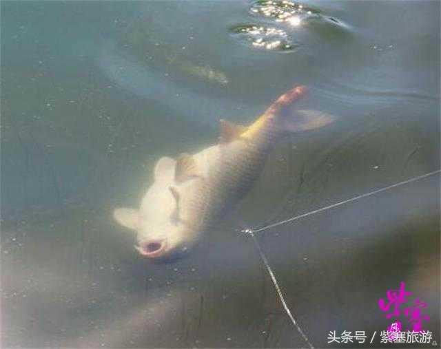 易县易水湖周边农家院吃住攻略,保定易水湖农家院推荐