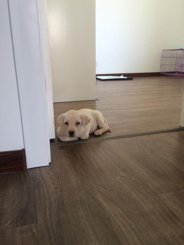 2个月大的拉布拉多晚上睡觉抽搐,拉布拉多犬晚上呜呜叫跟哭一样