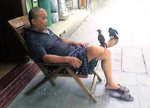 八哥飞到身上吉祥吗,八哥飞到野外能活吗