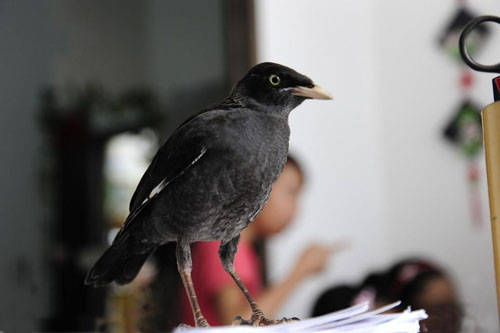 八哥飞到身上吉祥吗,八哥飞到野外能活吗