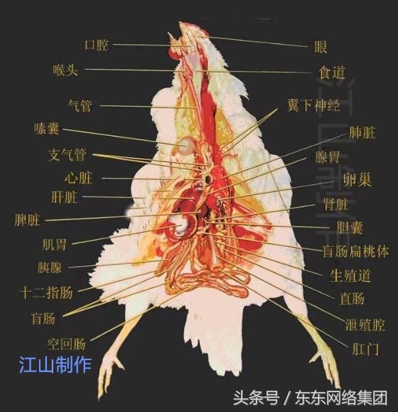 解剖鸡教程,手把手教你解剖鸡